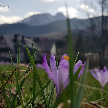 Stalowy Sywarne Διαμέρισμα Kościelisko